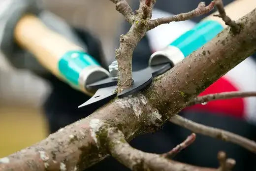 Pruning shears with teal silver handles gripping tree branch for maintenance