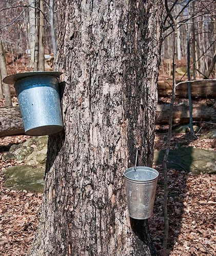 Galvanized bucket with lid attached to tree trunk for legacy maple syrup
