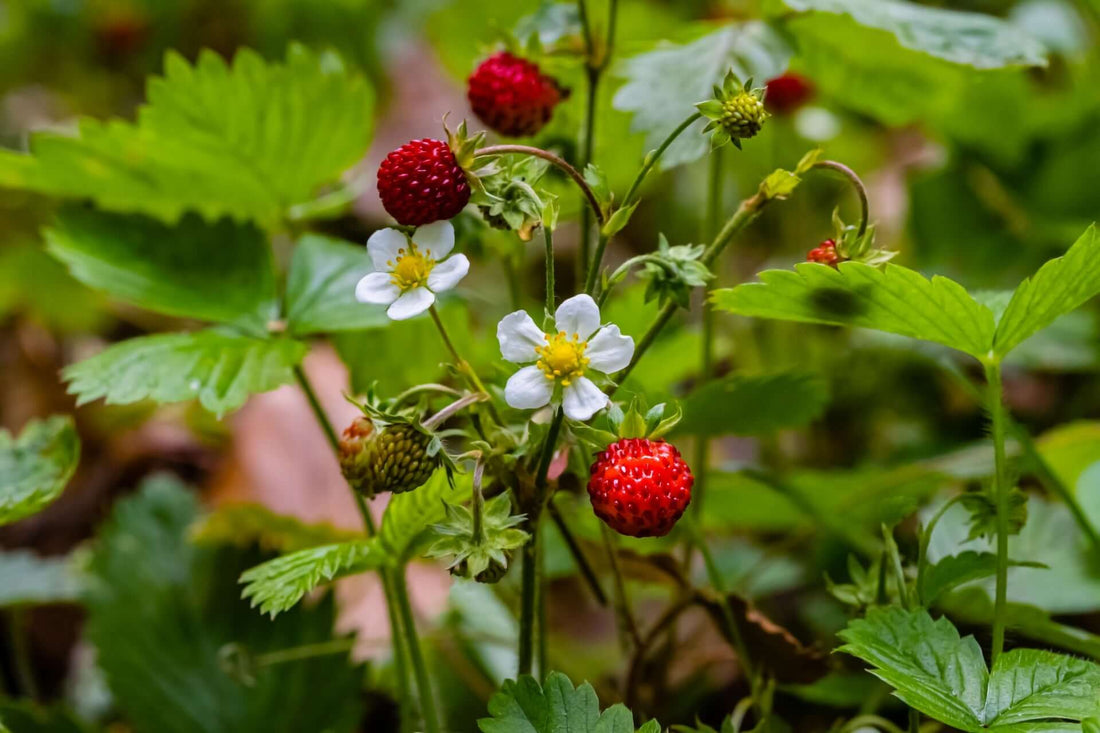 Fresh wild strawberries with white flowers amid green leaves