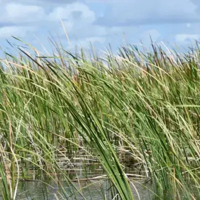 Tall slender sawgrass reeds swaying over calm wetland water under partly cloudy sky