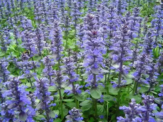 Vibrant purple flowering plants with lush green foliage in garden