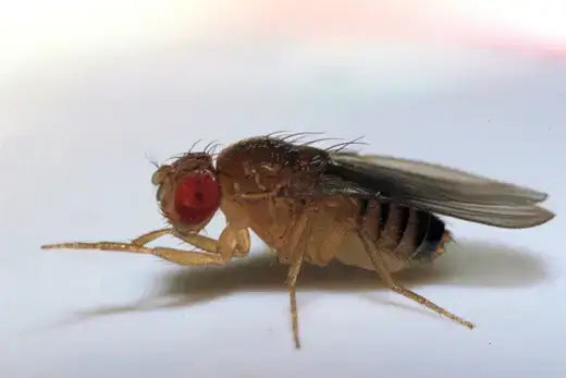 Fruit fly with red eyes on surface in banishing guide