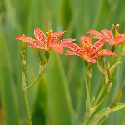Vibrant orange blackberry lily with red speckles on green stems