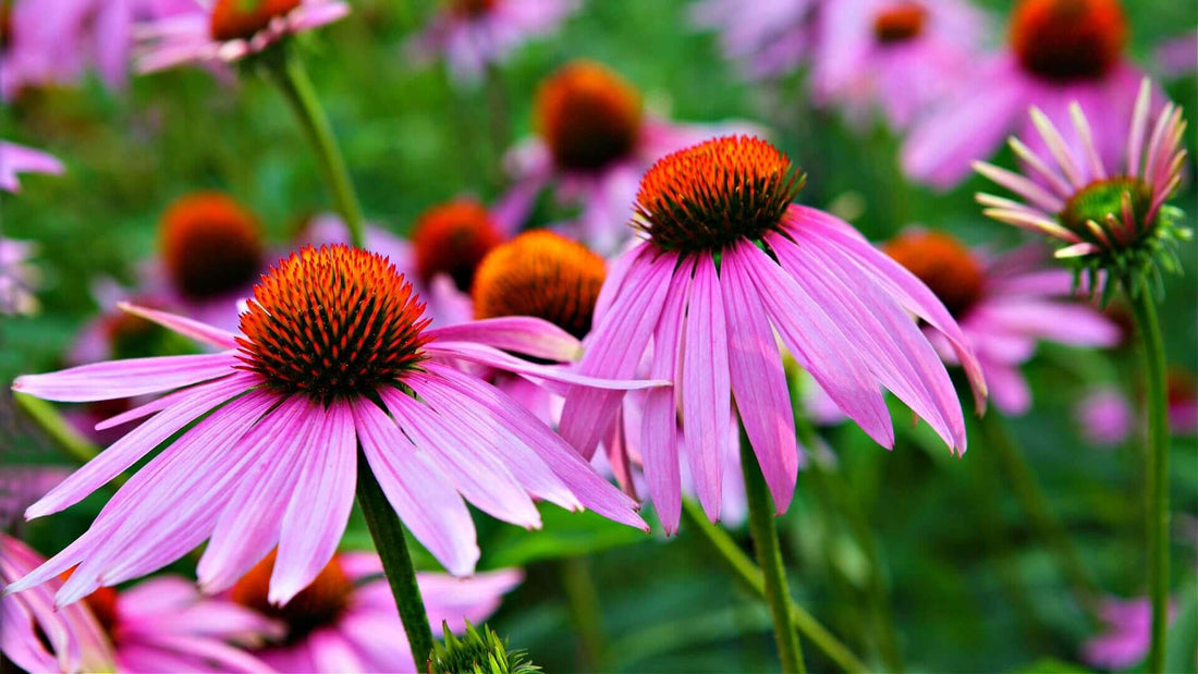 Pink coneflowers with vibrant orange centers in lush green field