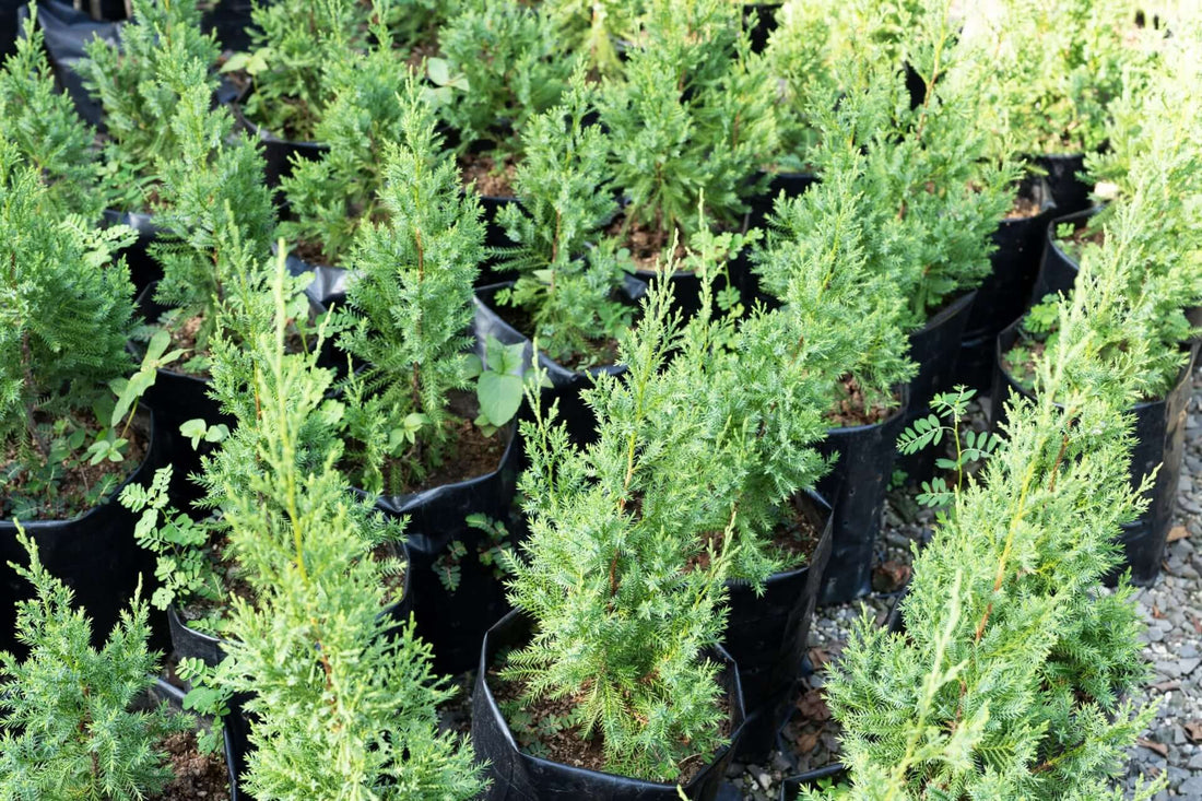 Rows of young American arborvitae evergreen shrubs in black pots