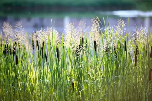 Tall green cattails with feathery white tops in sunlit marsh for restoration