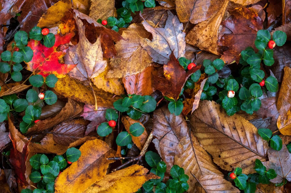 Vibrant partridge berry with glossy red berries amid green leaves and autumn foliage