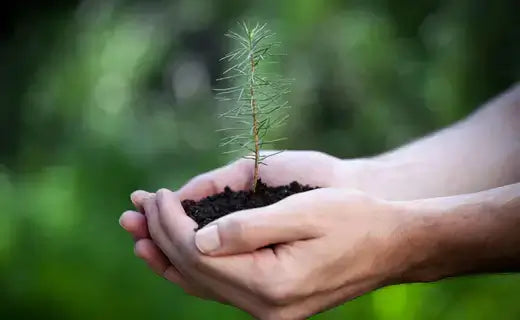 Delicate green pine sapling in cupped hands for forest restoration replanting