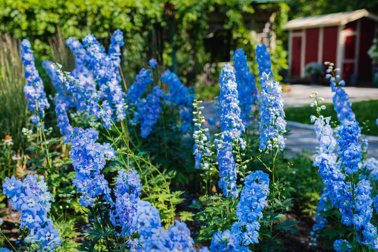 Vibrant tall blue delphinium flowers in plant nursery field