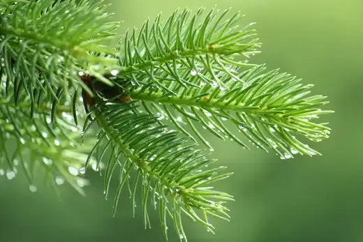 Vibrant spruce pine branch glistening with dewdrops for living fences