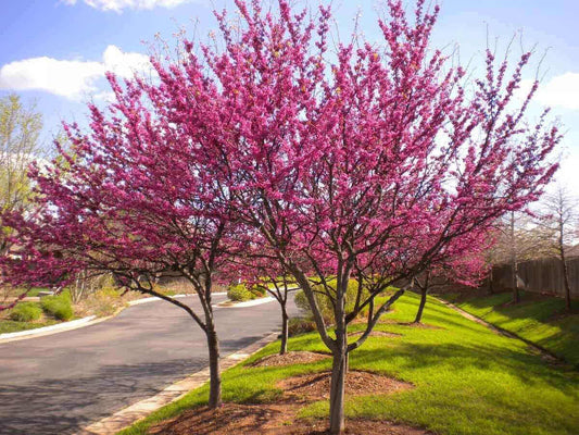 Vibrant pink flowering tree with dense blossoms at McMinnville TN nursery