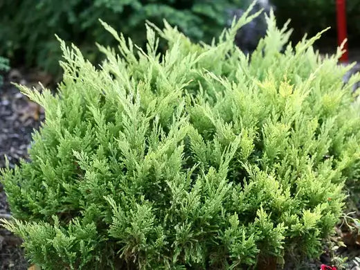 Dense rounded shrub with vibrant green needle-like leaves for hard to grow areas
