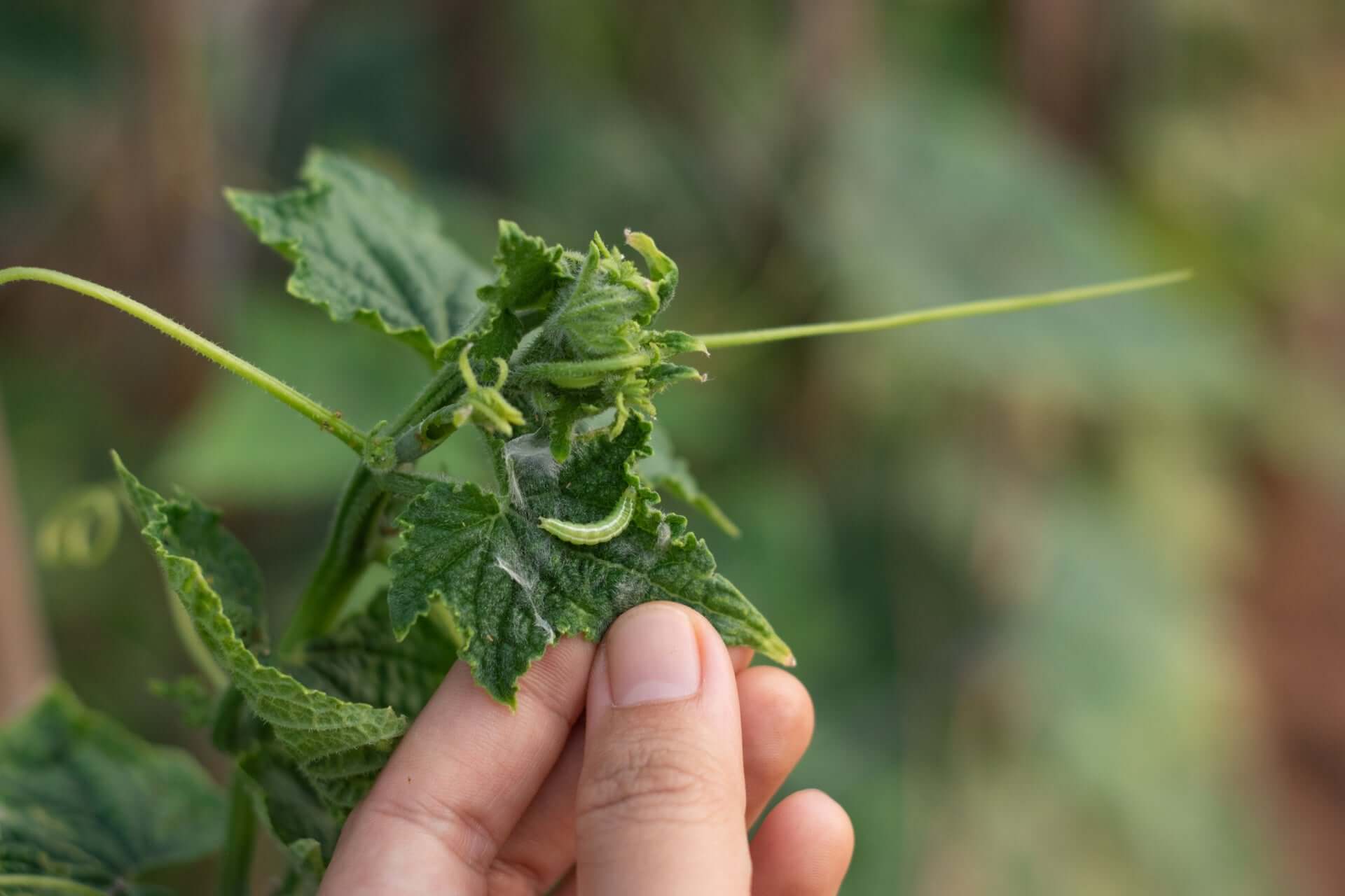 Hand holding vibrant green cucumber vine with serrated leaves and tendrils
