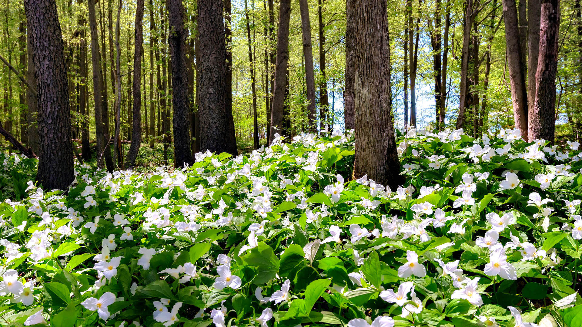 Dense white trillium carpet on forest floor in Trillium Tales forest secrets