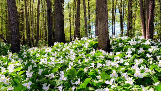 Dense white trillium carpet on forest floor in Trillium Tales forest secrets