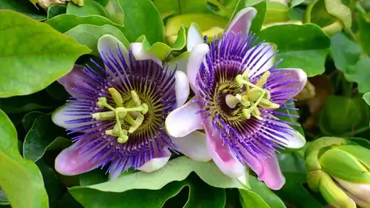 Vibrant purple and white passionflower blooms in proper care