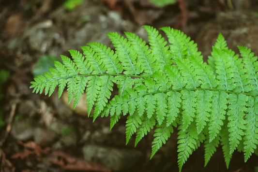 Vibrant Christmas fern frond with delicate, finely divided leaflets