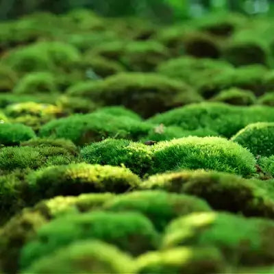 Vibrant green rock cap moss in soft rounded clumps indoors