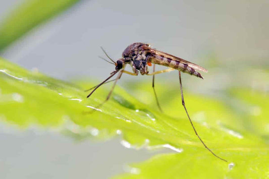 Dark brown mosquito on green leaf in natural repellent plants article
