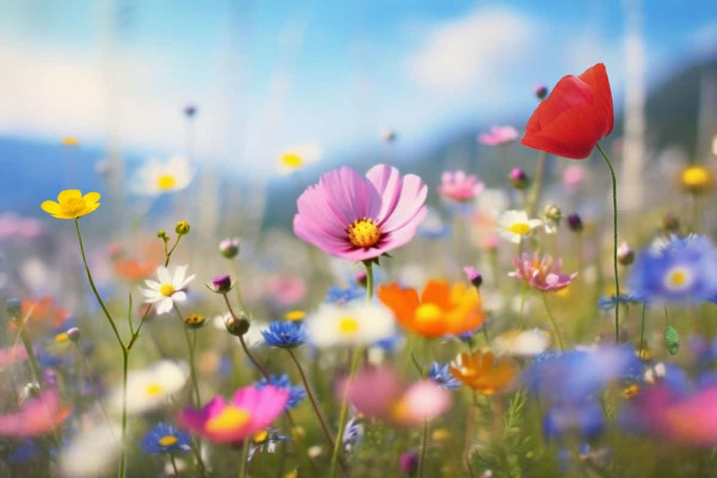 Butterfly-friendly plants