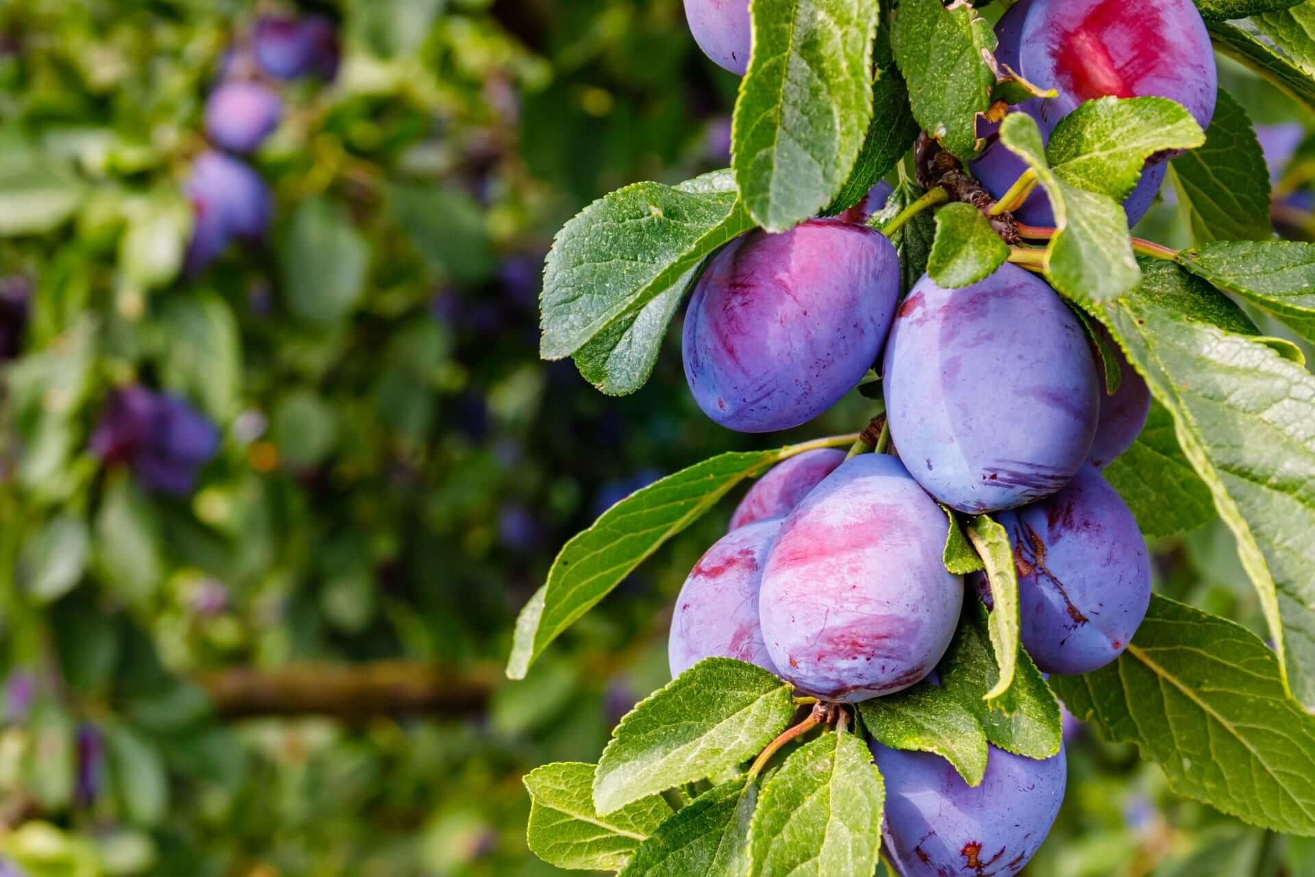 Ripe deep purple plums with pink blush among green leaves for plum trees