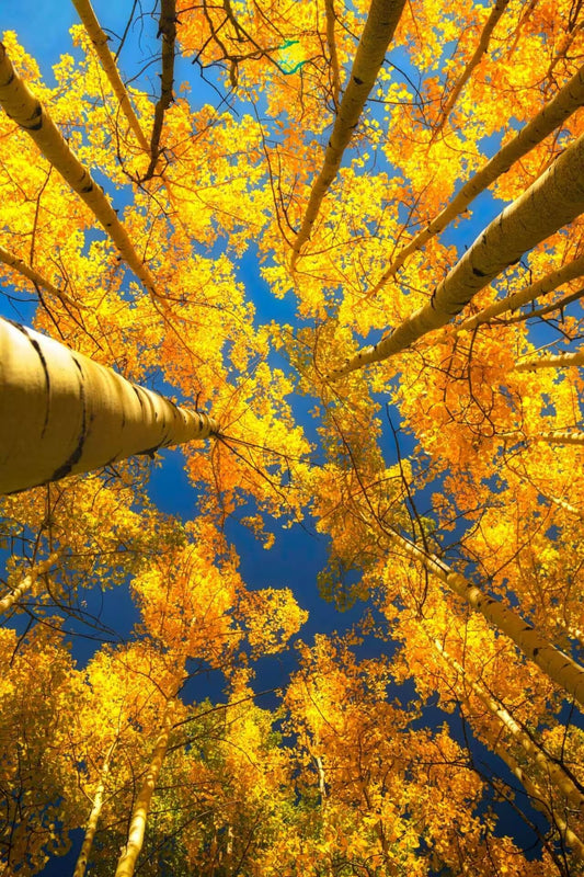 Golden-yellow aspen canopy arches skyward in Tennessee gardens.