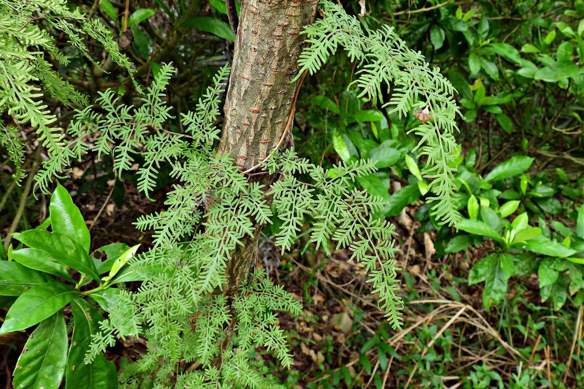 japanese climbing fern