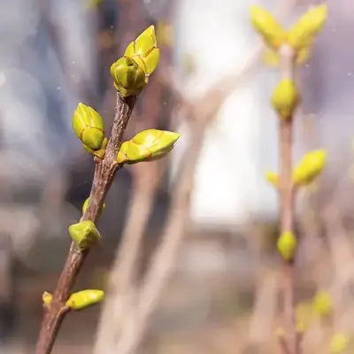 Delicate brown branches with vibrant yellow buds at TN Nursery