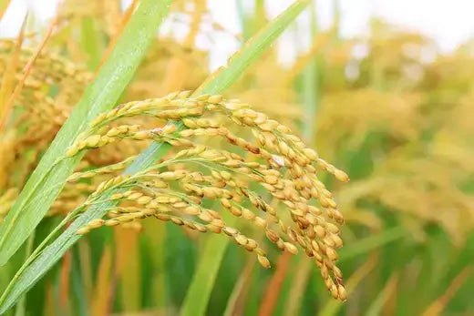 Golden rice ears with plump grains on green stalks in wild rice field