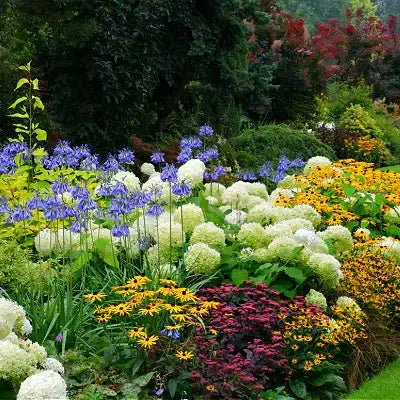Vibrant perennial garden bed with purple white yellow flowers and lush foliage