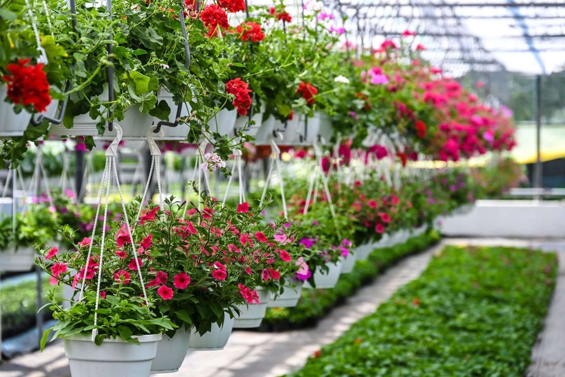 Vibrant red, pink, purple petunias blooming in white hanging planters in controlled-environment greenhouse