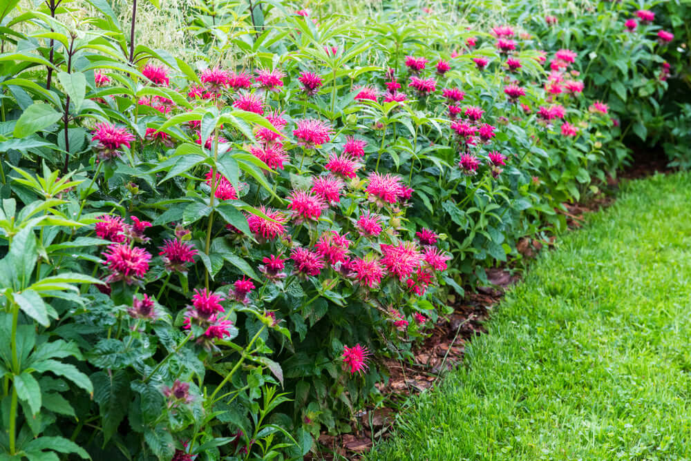 Vibrant pink bee balm bush, a native flower replacing turfgrass