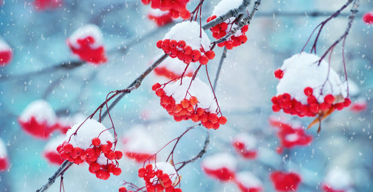 Red berries dusted with snow, vulnerable to winter freeze damage