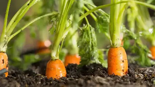 Fresh orange carrots with green tops emerging from dark soil