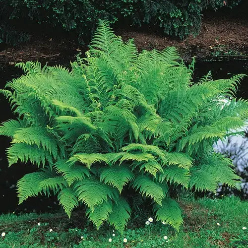 Lush native fern bush with vibrant green feathery fronds removes toxins