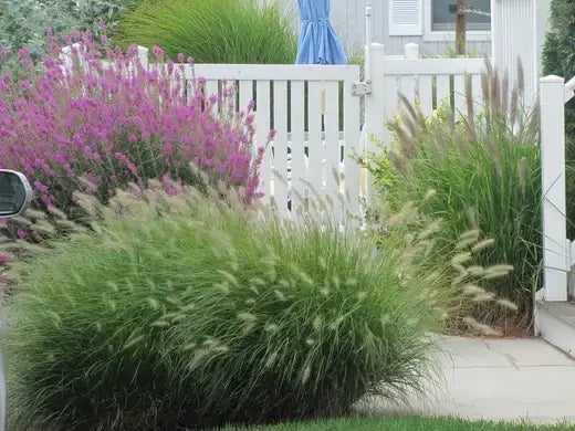 Lush green ornamental grasses with golden-tipped plumes in TN garden