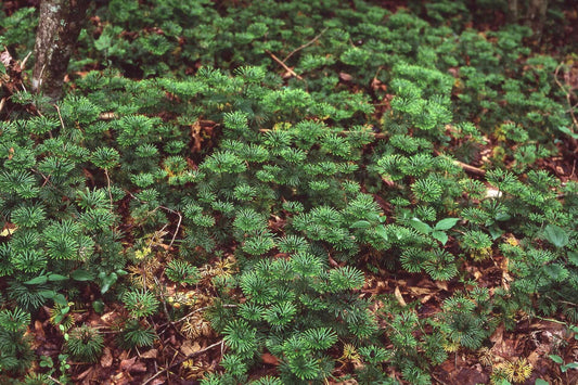 Dense running cedar foliage with feathery green pine-like leaves amid fallen twigs