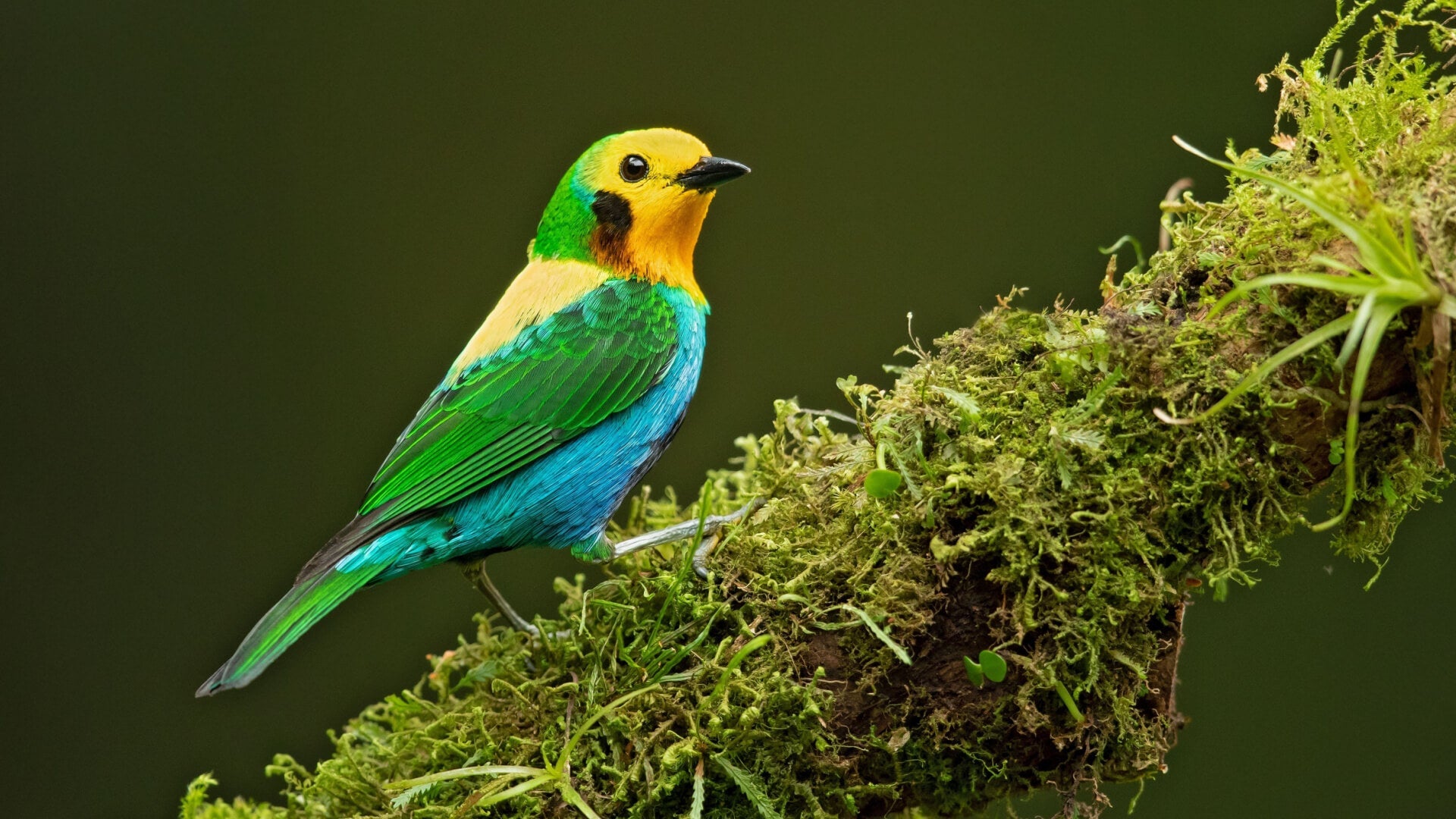 Feathered Jewels: How Native Plants Lure Rare Avian Species - TN Nursery