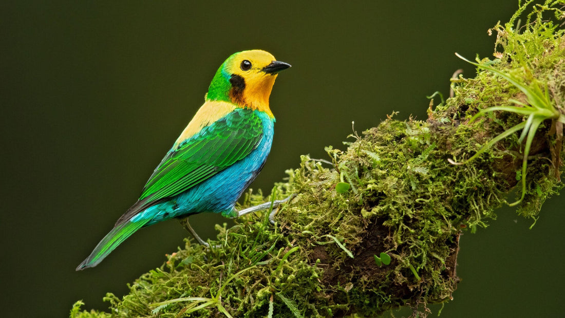 Feathered Jewels: How Native Plants Lure Rare Avian Species - TN Nursery