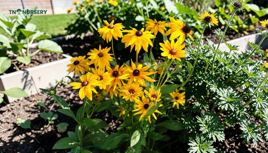 Black Eyed Susan Plant Guide: Complete Sunny Garden Look
