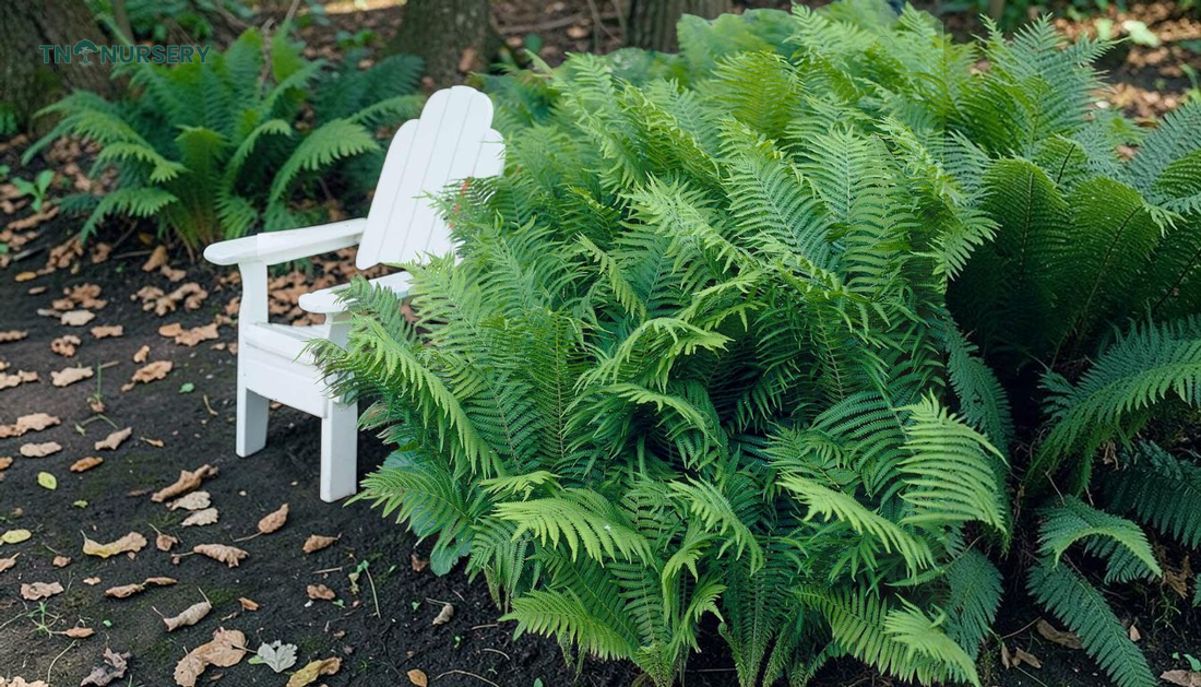 Easy Ferns to Grow: 7 Shade-Loving Picks for Spring