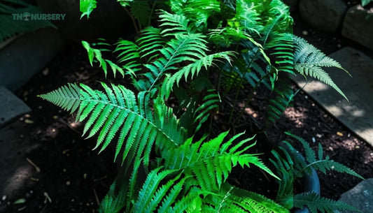 Shade Plants for Gnomes: Complete Patio Guide 2026