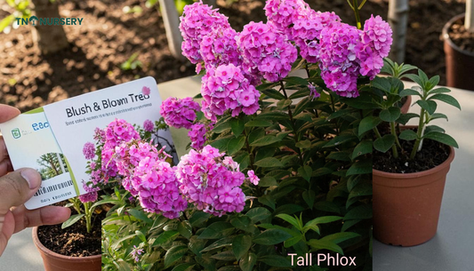 Top Spring Seed Picks for Easy May Color