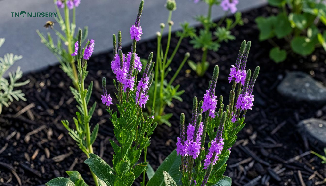 Blue Vervain Planting: 7 Pollinator Garden Essentials