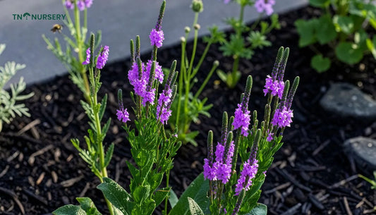 Blue Vervain Planting: 7 Pollinator Garden Essentials