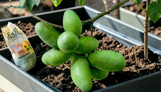 Tree Planting by Season: 7 Spring Success Picks