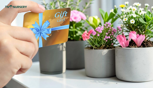 Spring Seed Garden: 7 Easy Color Boosters for May
