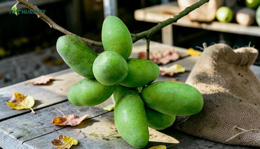 Best Trees for Small Yards: 7 Compact Spring Picks