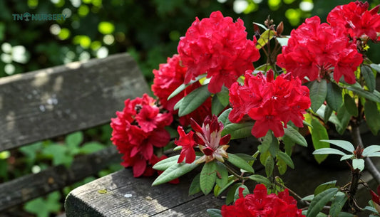 Essential Summer Seed Picks for Easy Yard Color