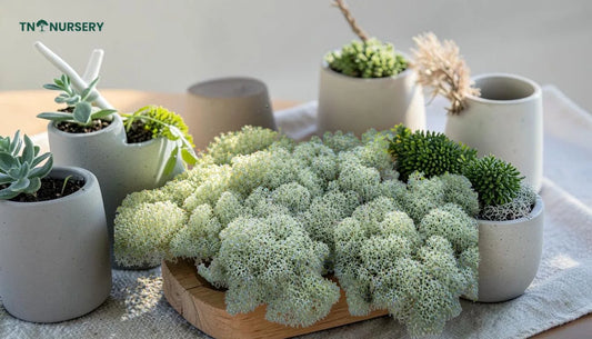 Top Moss Collection for Cool Summer Tabletop Style